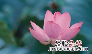 莲花的象征意义 爱莲说中莲花的象征意义