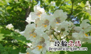 白色象征什么? 白色象征什么