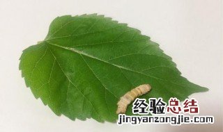 春蚕象征什么 春蚕象征什么精神品质