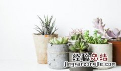 多肉植物灿烂的养殖方法 多肉植物灿烂的养殖方法图片