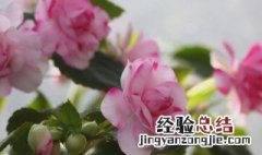 梅花夏季怎么养 梅花冬天怎么养要注意什么