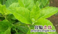 白子菜可以生吃吗 白子菜的功效与作用及食用方法