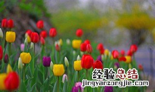 象征友谊的花是什么花 象征友谊的花