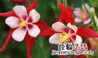 耧斗花怎么养 耧斗花养殖