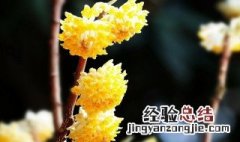 结香花怎么养 结香花如何养