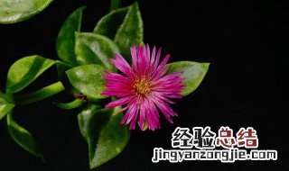 牡丹吊兰的栽培技术 养花技术