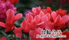 冬季养什么花 这三种花让阳台春意盎然