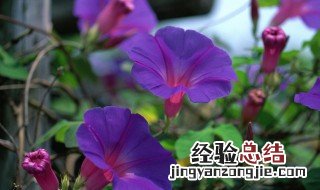 牵牛花的花语指什么 什么是牵牛花的花语