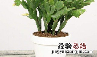 蟹爪兰正确浇水方法 浇水的方法介绍