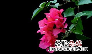 夏天最好养的花是什么花 夏天最好养的花是什么花图片