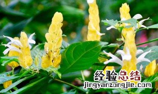 怎么养黄虾花 黄虾花的养殖方法