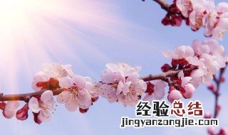 腊梅鲜切花怎么养家庭养法 腊梅鲜切花怎么养