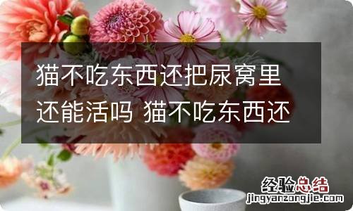 猫不吃东西还把尿窝里还能活吗 猫不吃东西还把尿窝里能活多久