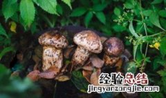 松茸菇可以人工种植吗 松茸菇人工种植方法