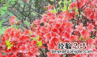 黄色杜鹃花有毒吗 杜鹃花有毒吗