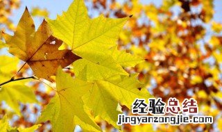 立秋节气的含义是什么意思代表什么生肖 立秋节气的含义