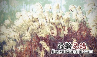 芦苇对爱情有什么含义 芦苇对爱情的含义