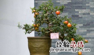 石榴盆栽怎么蟠扎 教你两招种出漂亮盆栽