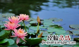 睡莲花语是什么寓意是啥 睡莲象征着什么