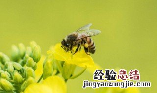 蜜蜂被誉为什么称号？ 蜜蜂称号介绍