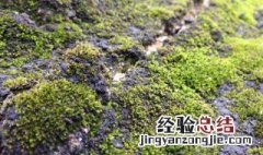 青苔用什么方法可以清除掉？ 青苔清除方法