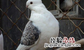 观赏鸽品种 分为五大类