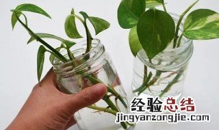 水插绿萝多久生根 只需7-15天