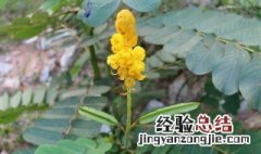 豆科植物有哪些 豆科植物有哪些主要特征?常见药用植物有哪些?