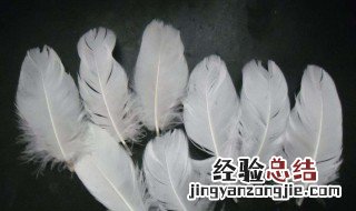 怎么样处理鹅毛 如何处理鹅毛