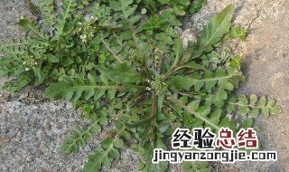 荠菜吃不完可以冷冻吗 荠菜吃不完可以冷冻吗