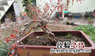 盆栽枸杞如何过冬 盆栽枸杞过冬方法