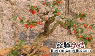枸杞盆景冬天怎么过冬 枸杞盆景过冬的三个技巧详解