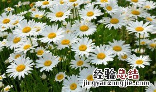 小雏菊花语是什么寓意是啥 小雏菊花语是什么