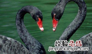 黑天鹅事件代表 黑天鹅事件寓意什么