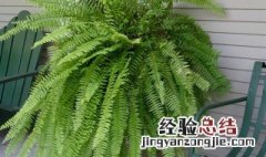 金丝雀蕨类植物怎么养殖技术 植物金丝雀如何养殖