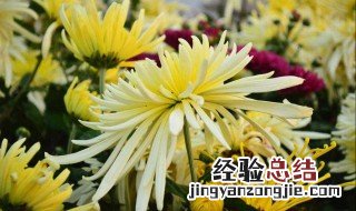 过冬菊花怎样处理 菊花过冬处理方法