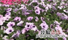 矮牵牛花的正确浇水方法 矮牵牛花的正确浇水方法简单介绍