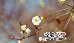 立春节气的彦语 立春节气谚语