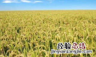 东北大米是杂交水稻吗 东北大米是不是杂交水稻