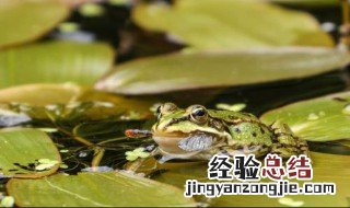 养殖的小青蛙吃什么