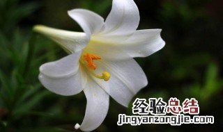 母亲节送什么花最合适手工 母亲节送什么花最合适