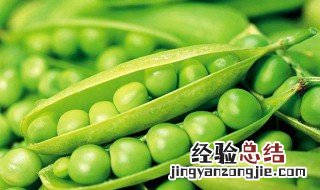 豌豆夏季怎么保存时间长 豌豆夏季怎么保存