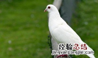 鸽子的养殖方法与喂养视频 鸽子的养殖方法与喂养