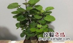 钱多多植物的养殖方法 钱多多植物的养殖方法和注意事项