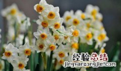 水仙花养殖方法和注意事项 水仙花的养殖方法和注意事项