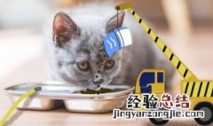 怎么正确保存猫粮 怎样保存猫粮可以时间长一点