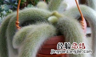 猴尾柱的养殖方法 猴尾柱的养殖方法及繁殖