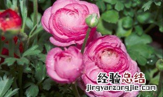 花毛莨的养殖方法 花毛莨的养殖方法和管理