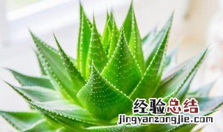 芦荟花的养殖方法 芦荟花的养殖方法修剪