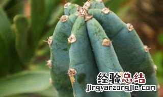 量天尺的养殖方法和注意事项乌克敏 量天尺的养殖方法和注意事项